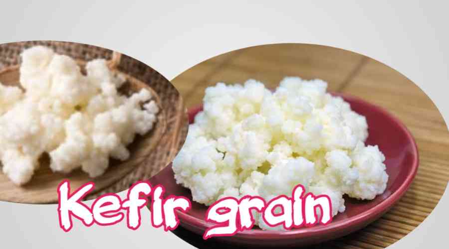 kefir grain