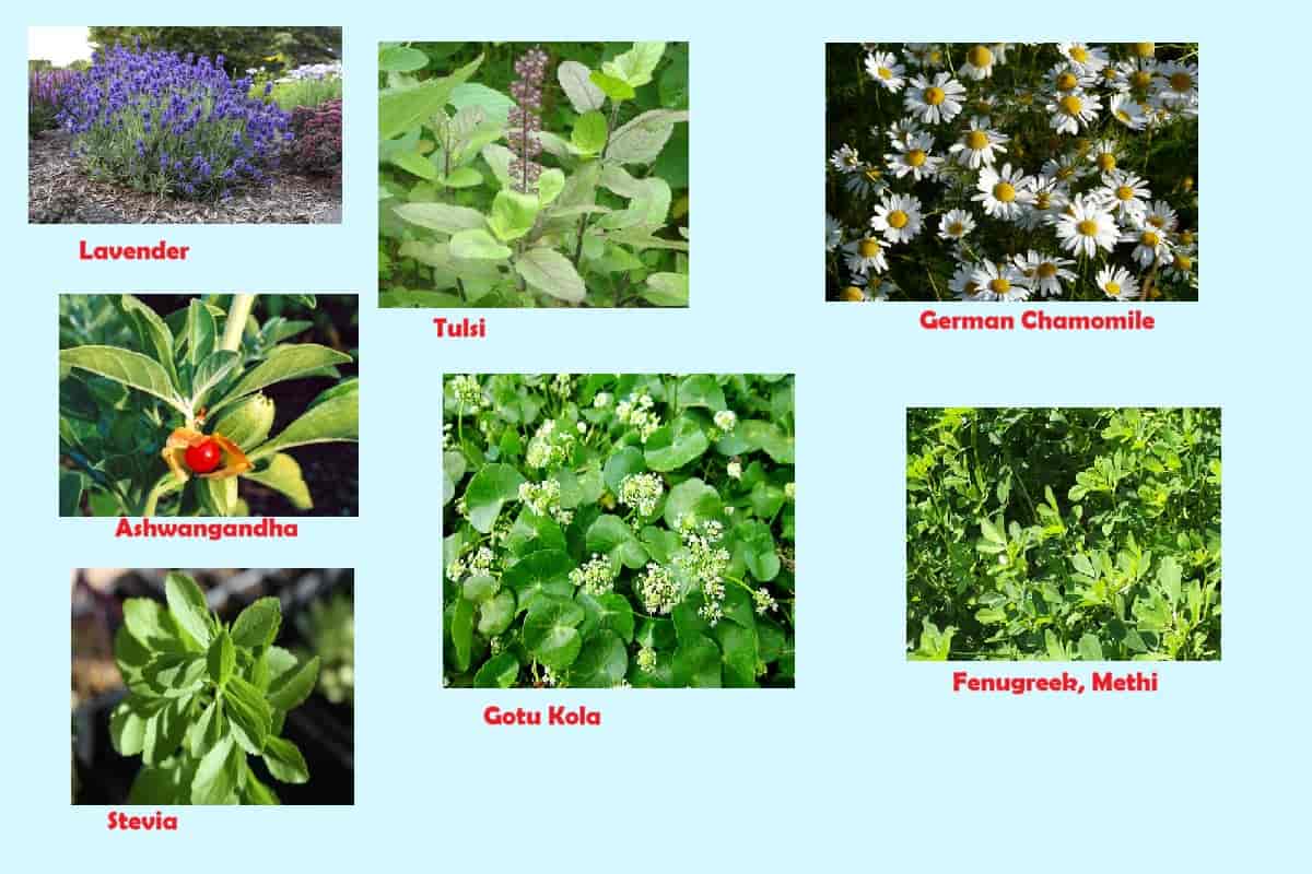 herbal plants home remedies