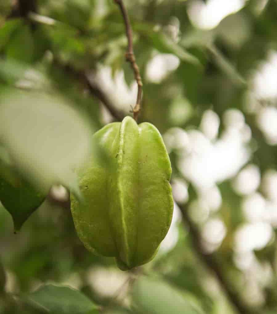 star fruit or kamranga