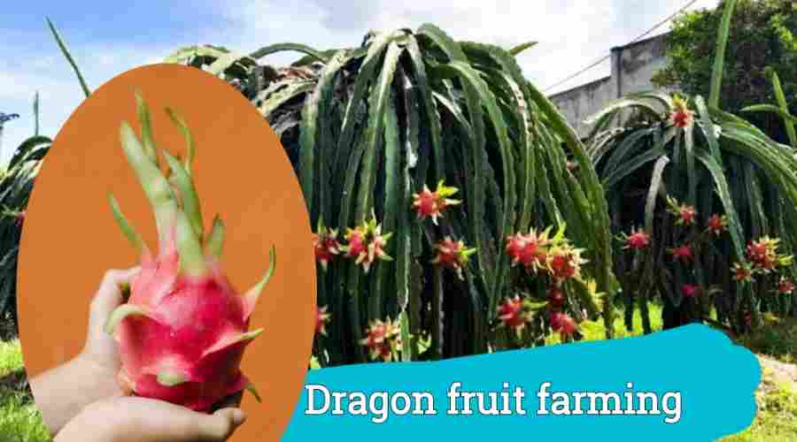 dragon fruit farming