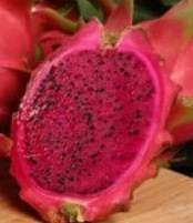 reddragon VsDevInfo Tech red dragon fruit