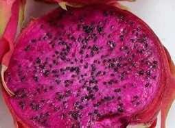 violetdragonfruit VsDevInfo Tech violet dragon fruit