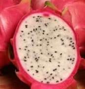 whitedragon VsDevInfo Tech white dragon fruit
