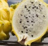 yellowdragonfruit VsDevInfo Tech yellow dragon fruit