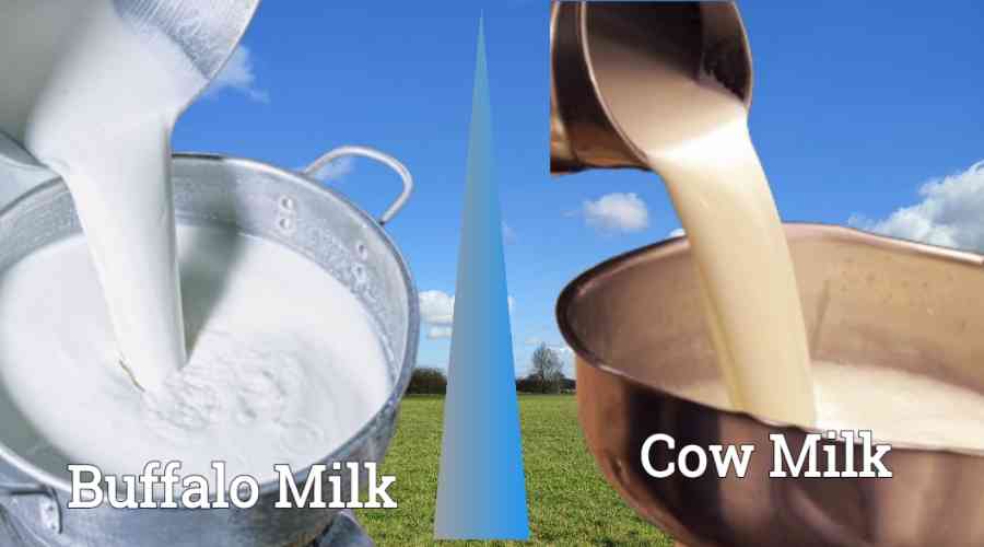 cowand buffalomilk VsDevInfo Tech cow and buffalo milk