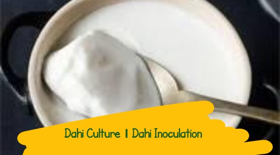 Dahi Incubation culture