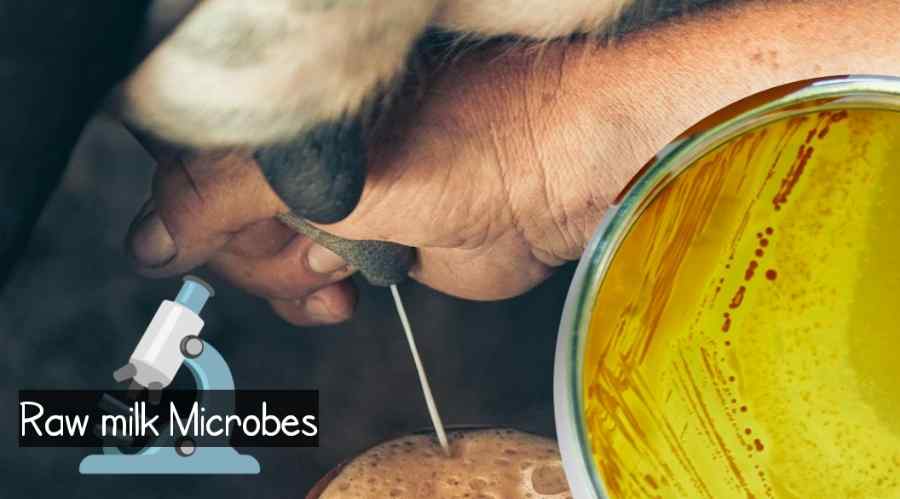 microorganisms diversity raw milk